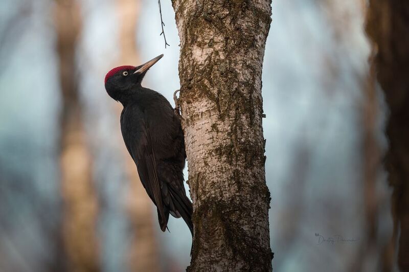 природа, лес, поля, огороды, животные, птицы, макро В золотистых лучах весеннего восхода фото превью
