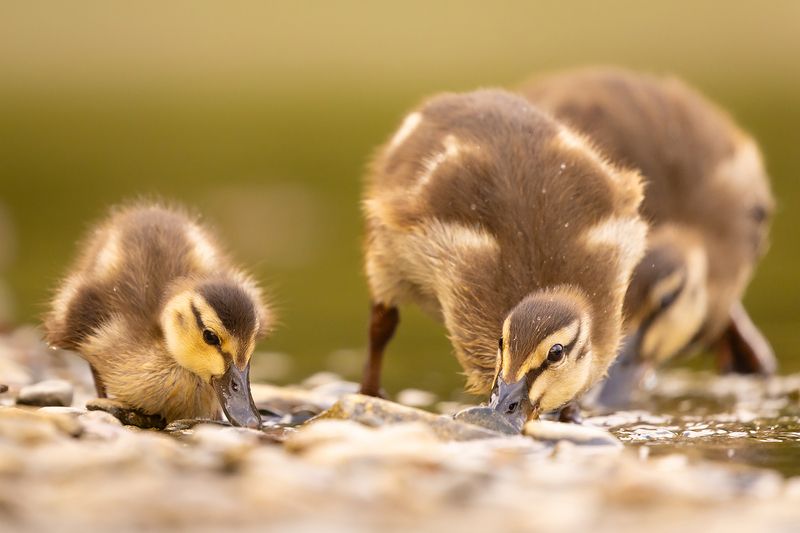 Ducklings фото превью