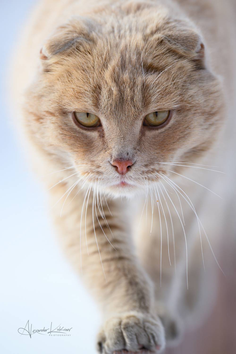 кот, Александр Кукринов