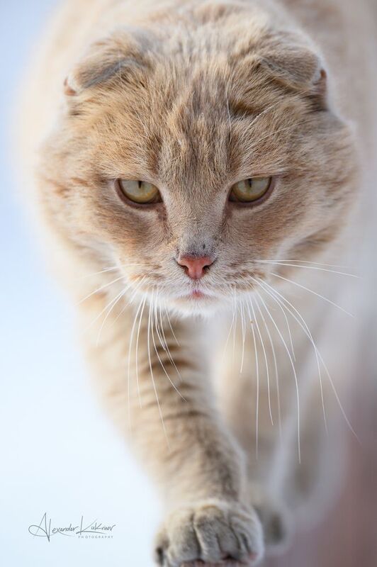 кот Харизмат... фото превью