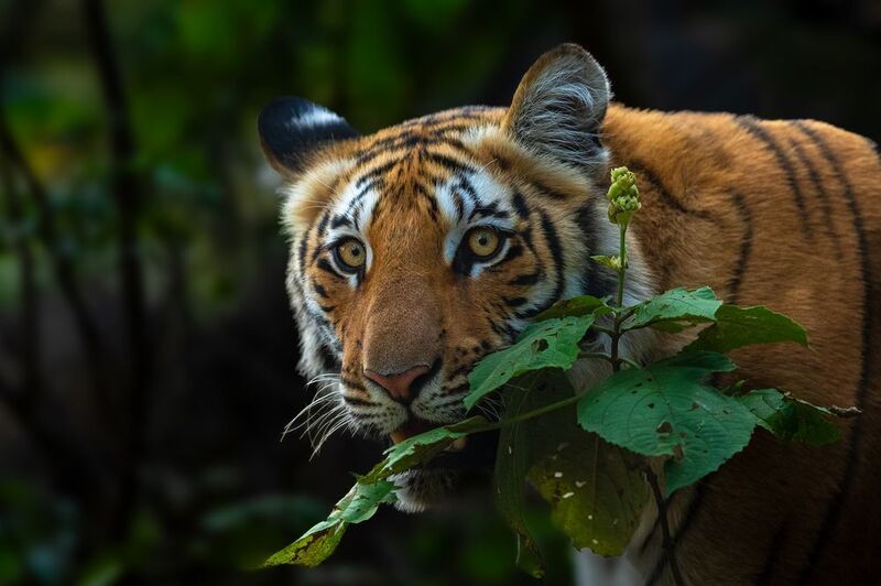 Killer Look............ фото превью