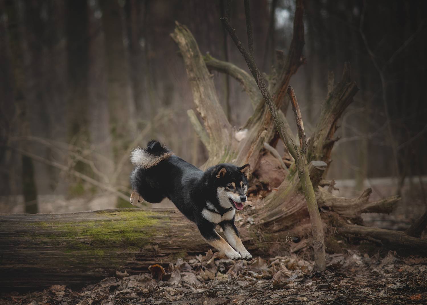 , Коптилина Галина