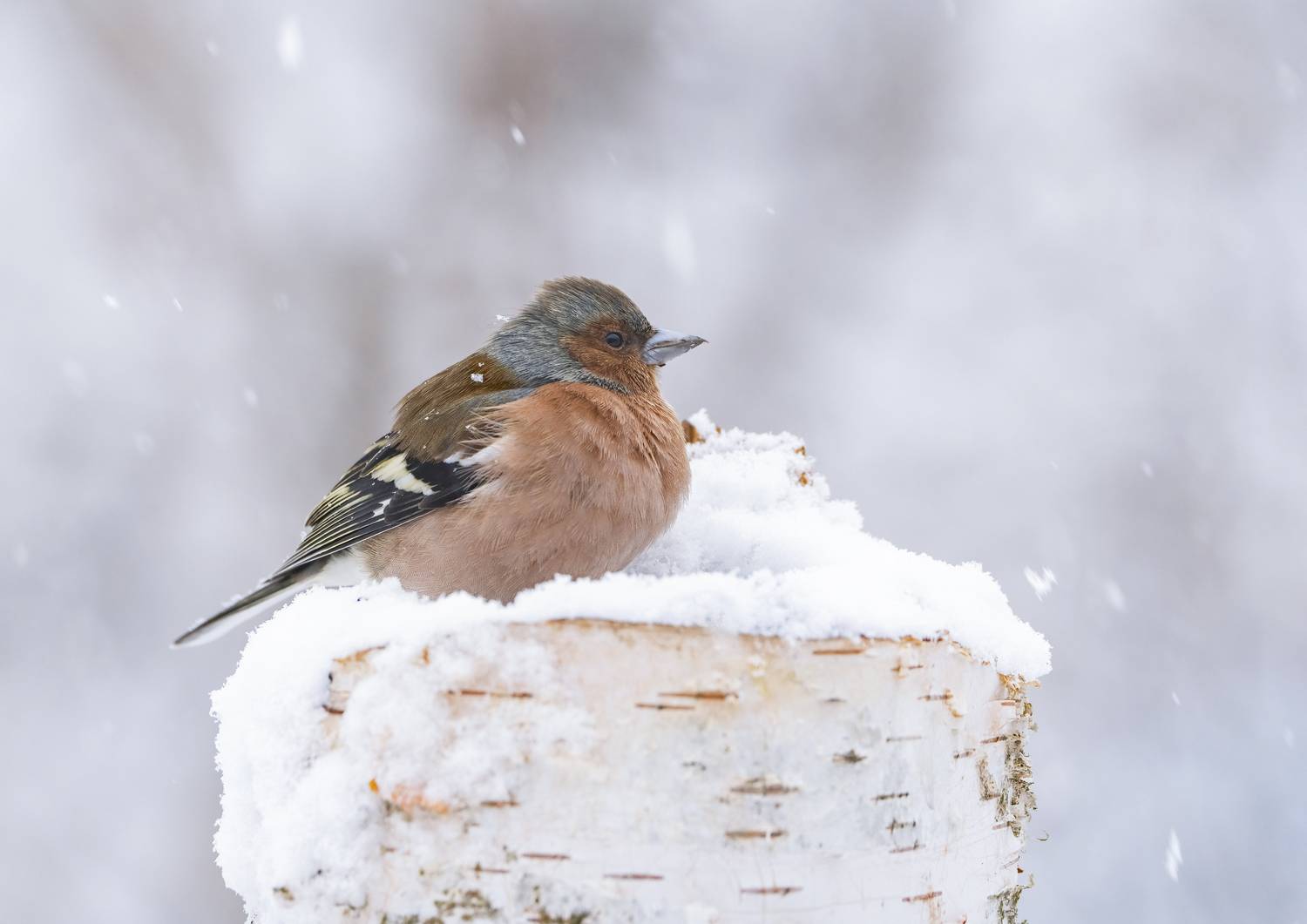 птицы,природа, весна, Андрей Киселёв