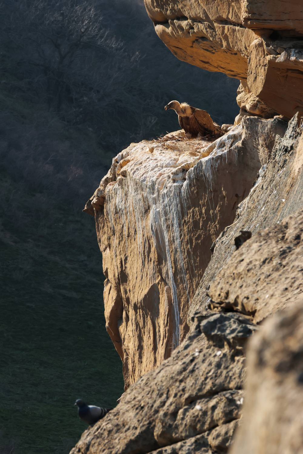 гриф,падальщик,белоголовый сип,горы,дагестан,, Magov Marat