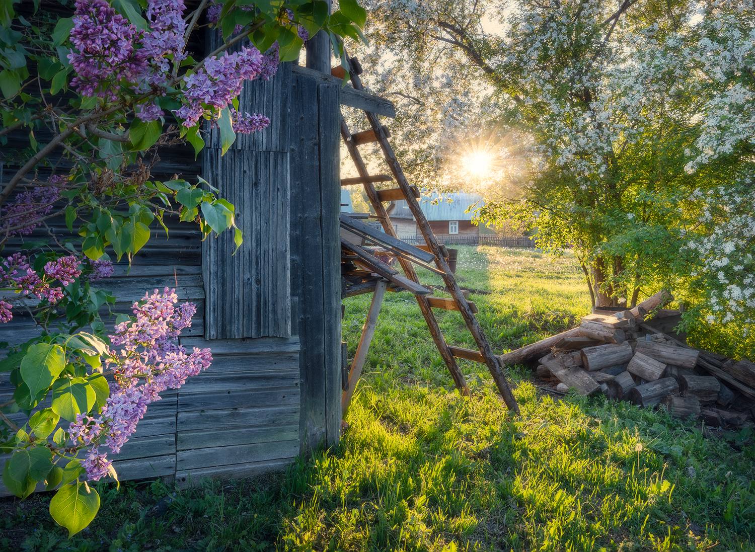 цветы, деревня, тепло, весна, Сергей Буторин