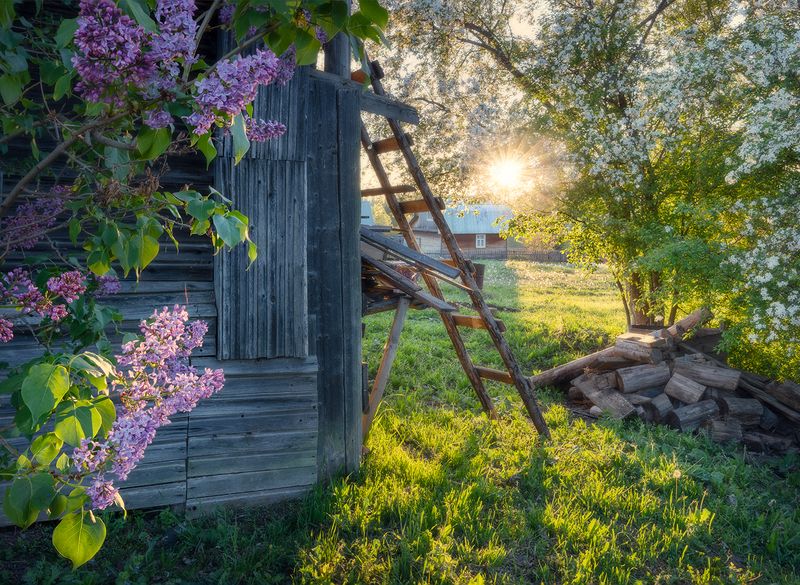 цветы, деревня, тепло, весна Пора цветения. фото превью