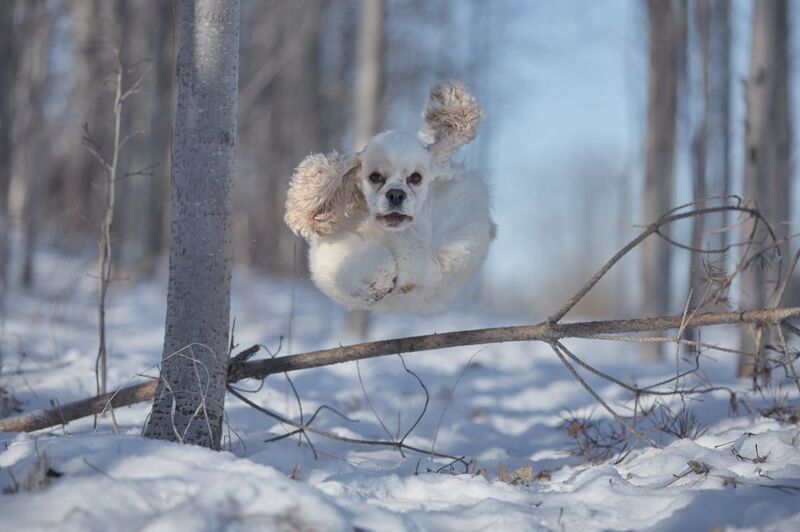 собаки разные фото превью
