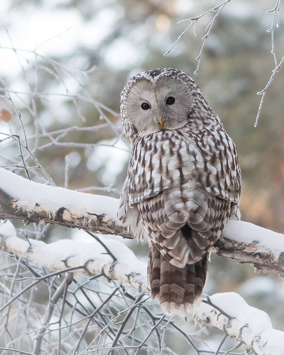 уральская неясыть, длиннохвостая неясыть, Суслов Дмитрий