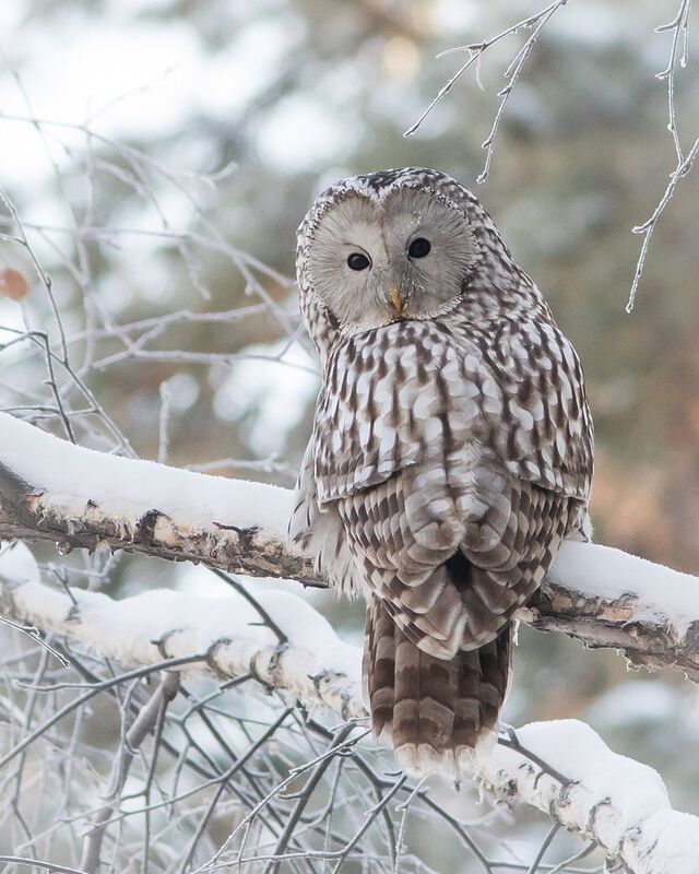 уральская неясыть, длиннохвостая неясыть Уральская неясыть фото превью