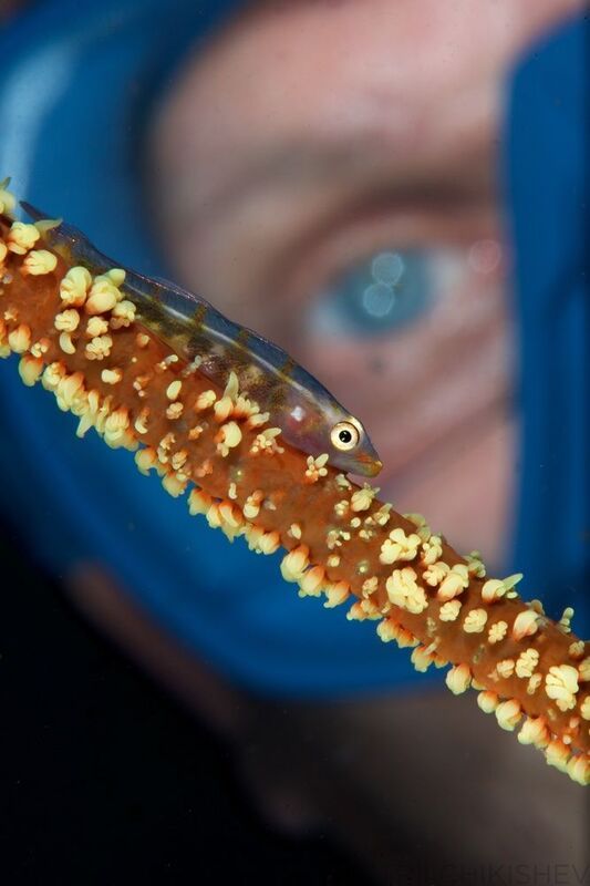 фото превью