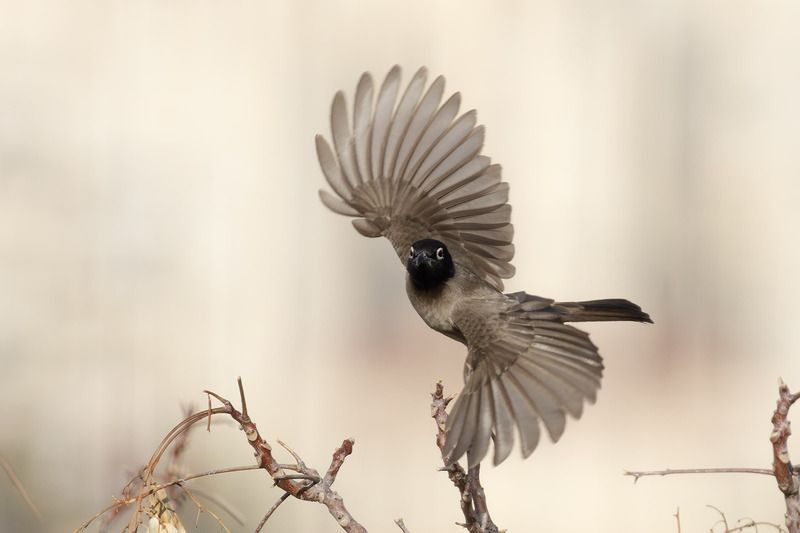 Pycnonotus xanthopygos фото превью