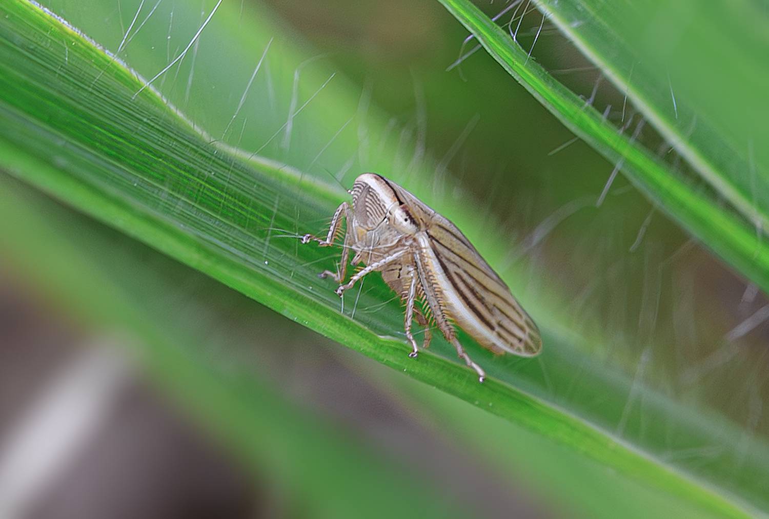насекомые, цикада, Борис Новиков