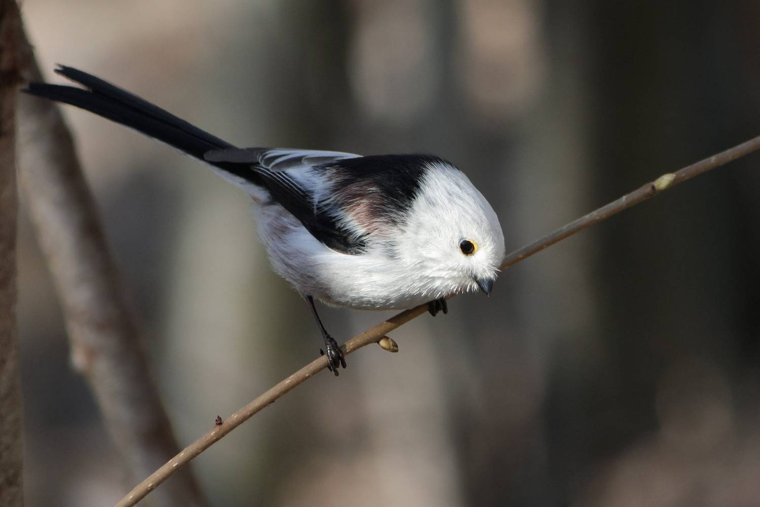 синица, длиннохвостая синица, ополовник, aegithalos caudatus, КарОл