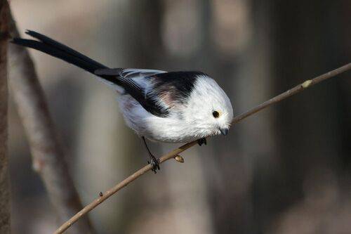 Ополовник (Aegithalos caudatus)