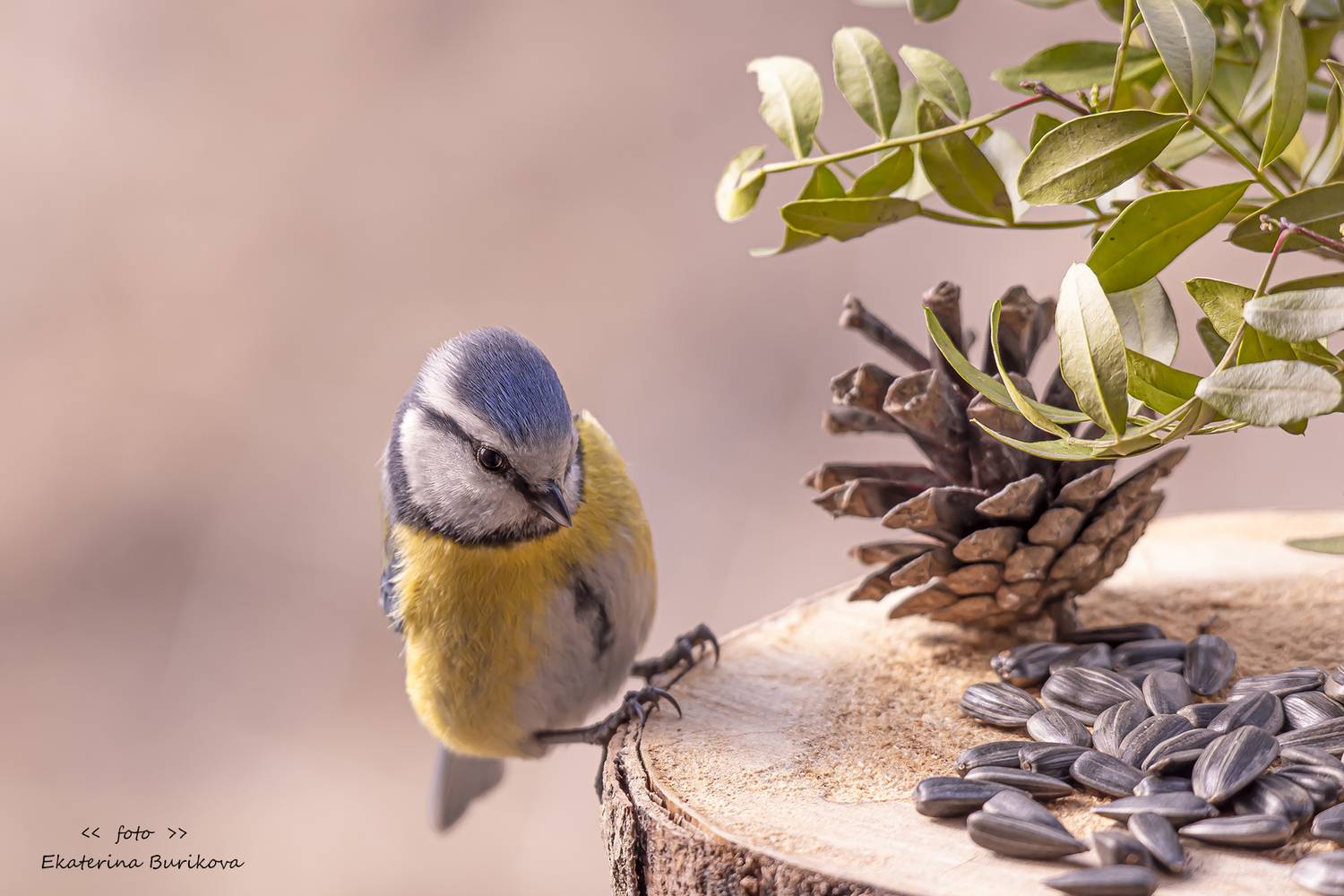 , Бурикова Екатерина