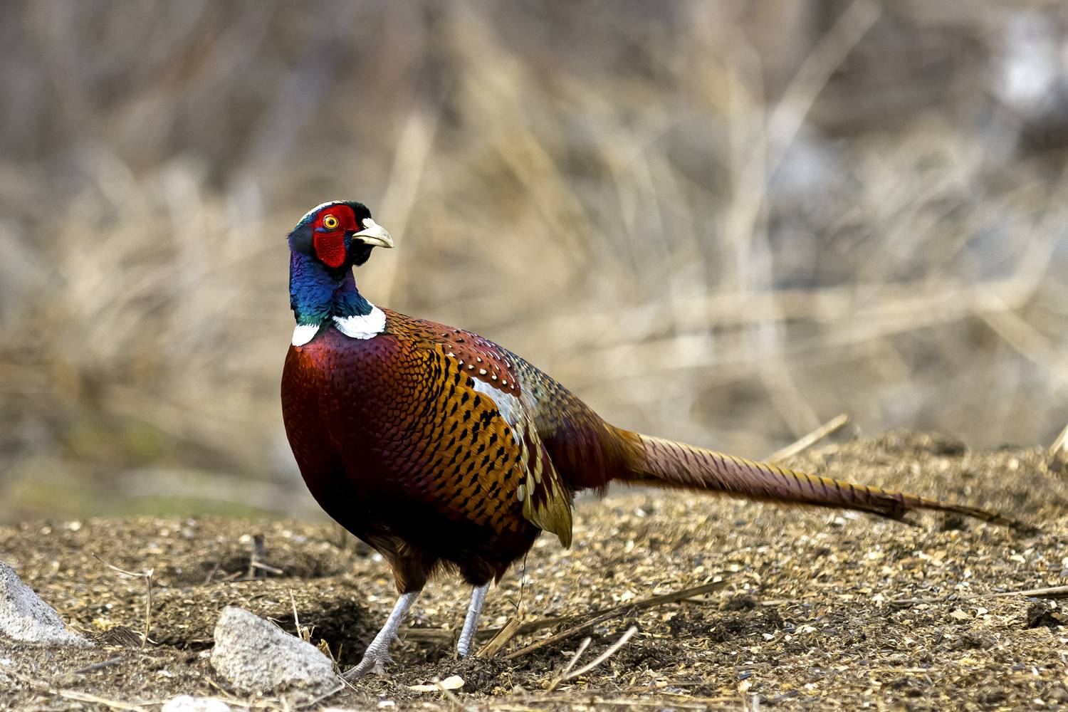 природа, Валерий Черняк