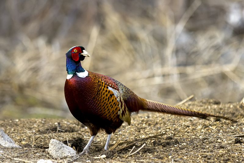 природа *** фото превью