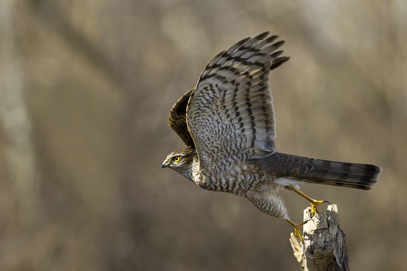 природа *** фото превью