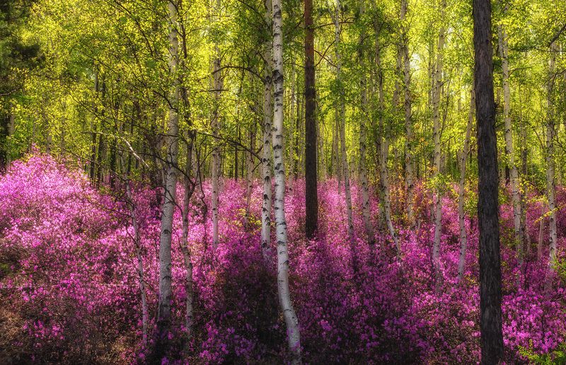 Весенне-красный лес фото превью