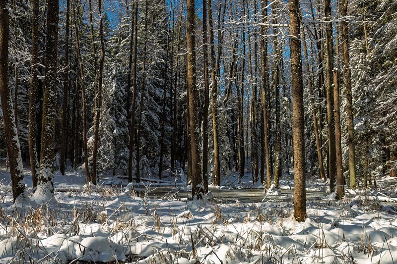 пейзаж, зима, весна, снег, лес, forest, nature, canon Снежный лес фото превью