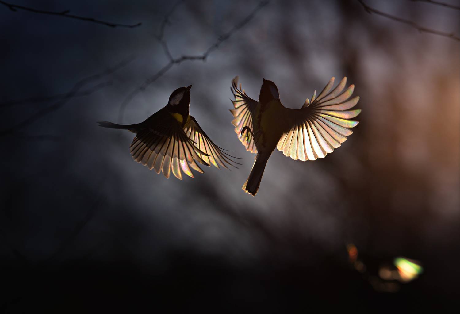 лес, свет, вечер, природа, синица, птицы, Баранов Олег