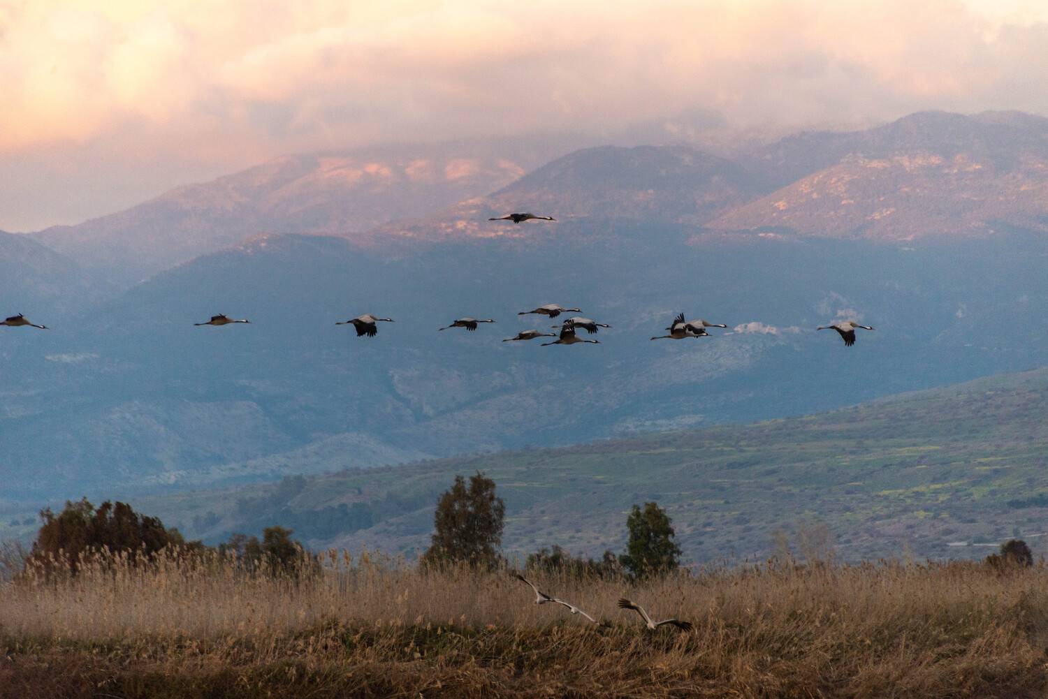 , Vladimir Bragilevsky