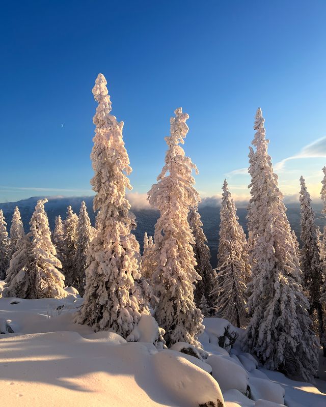 Пейзаж, горы, зима Снежные уральские ели фото превью