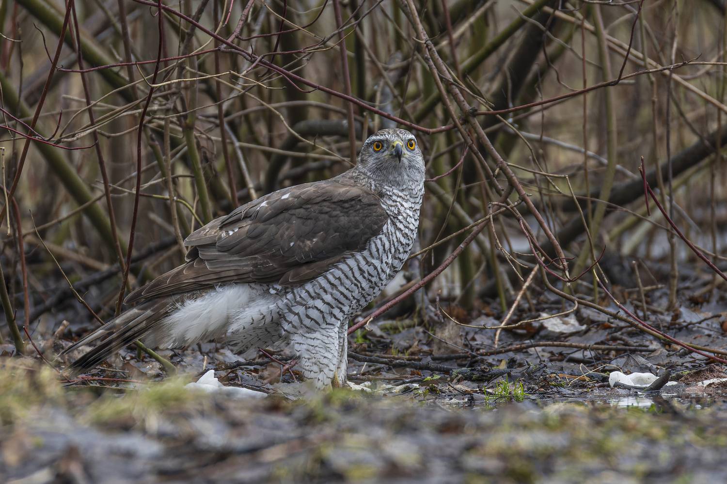 тетеревятник, Руслан Pl