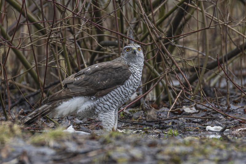 тетеревятник Тетеревятник фото превью