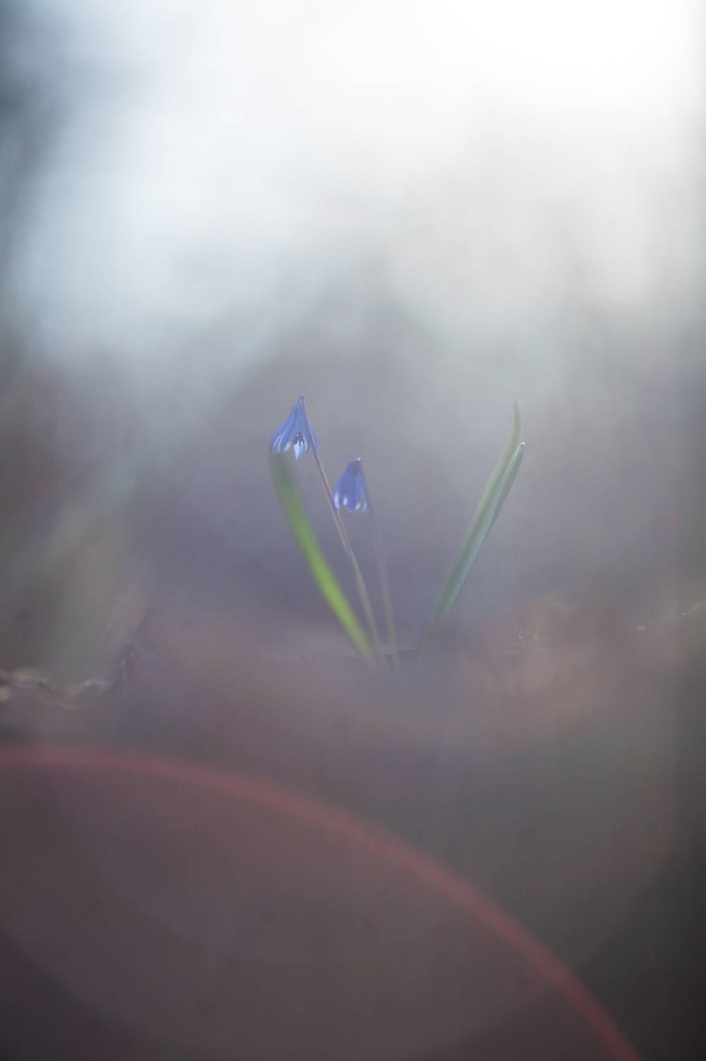 , Викулов Николай