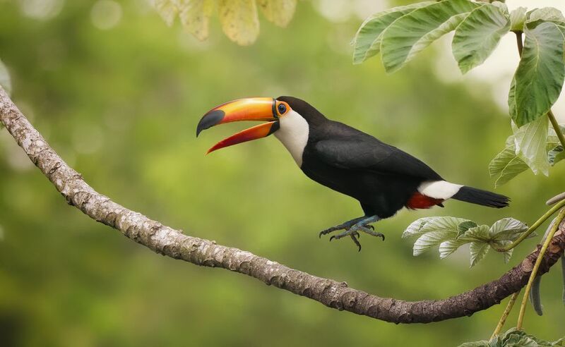 Выступление со скакалкой фото превью