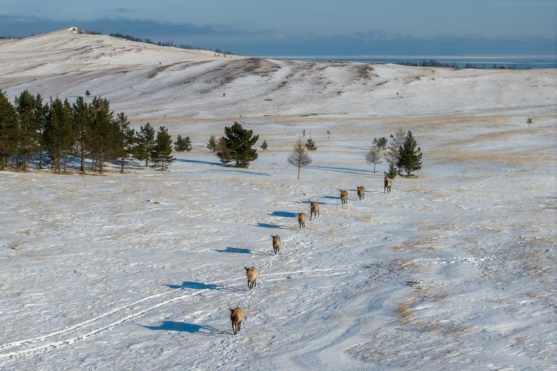 байкал, фототур, сибирь, ольхон Изюбри фото превью