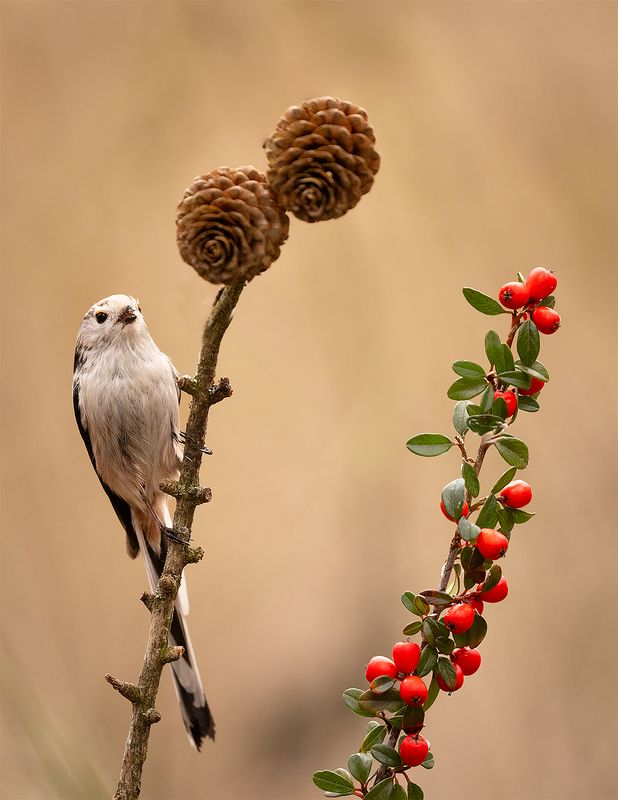 Long-tailed Ti фото превью