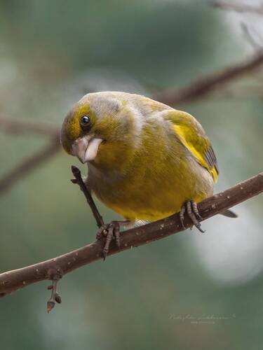 Весенний привет!
