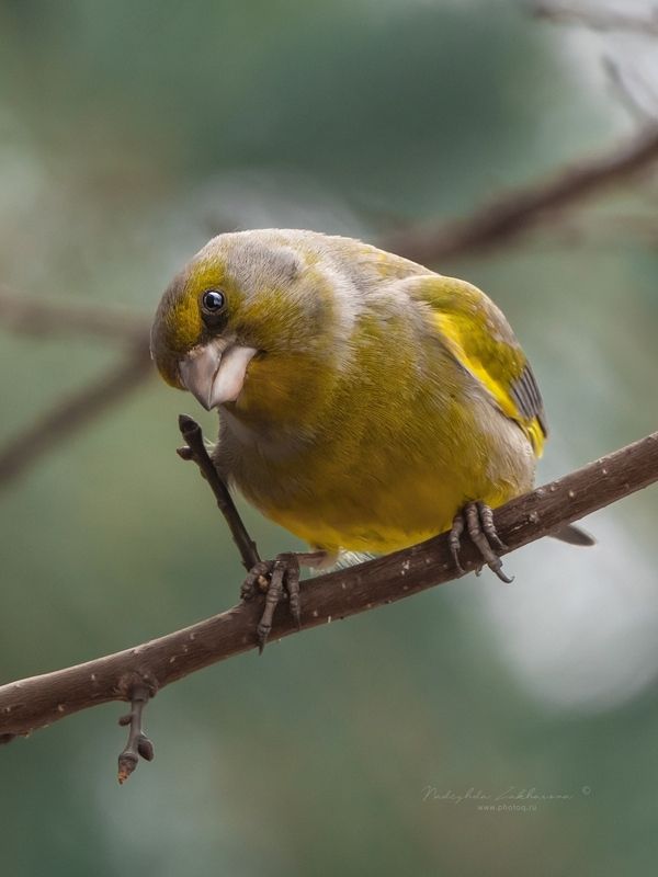 Весенний привет! фото превью
