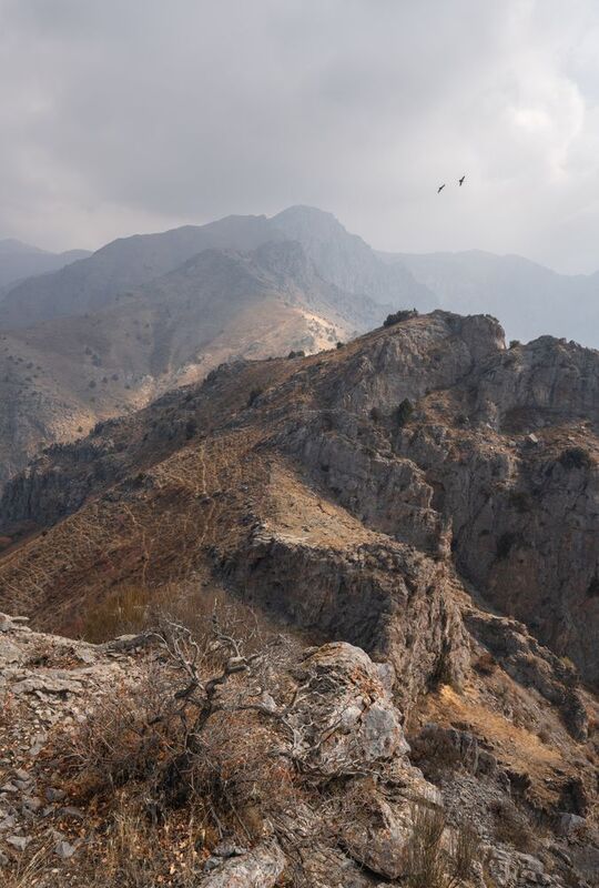 2 + 1 фото превью