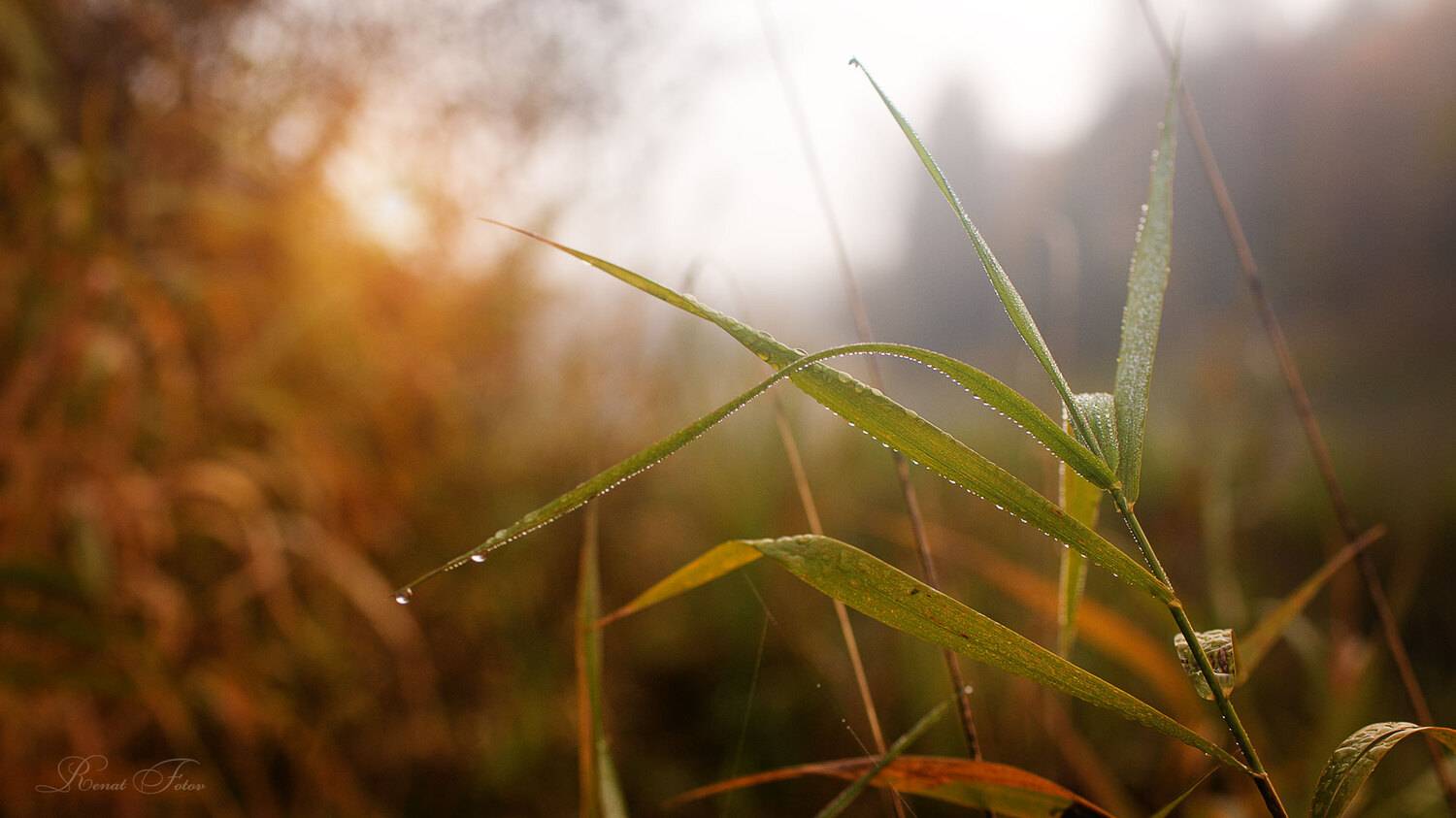 , Фотов Ренат