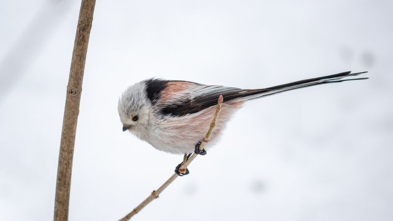 Ополовник фото превью