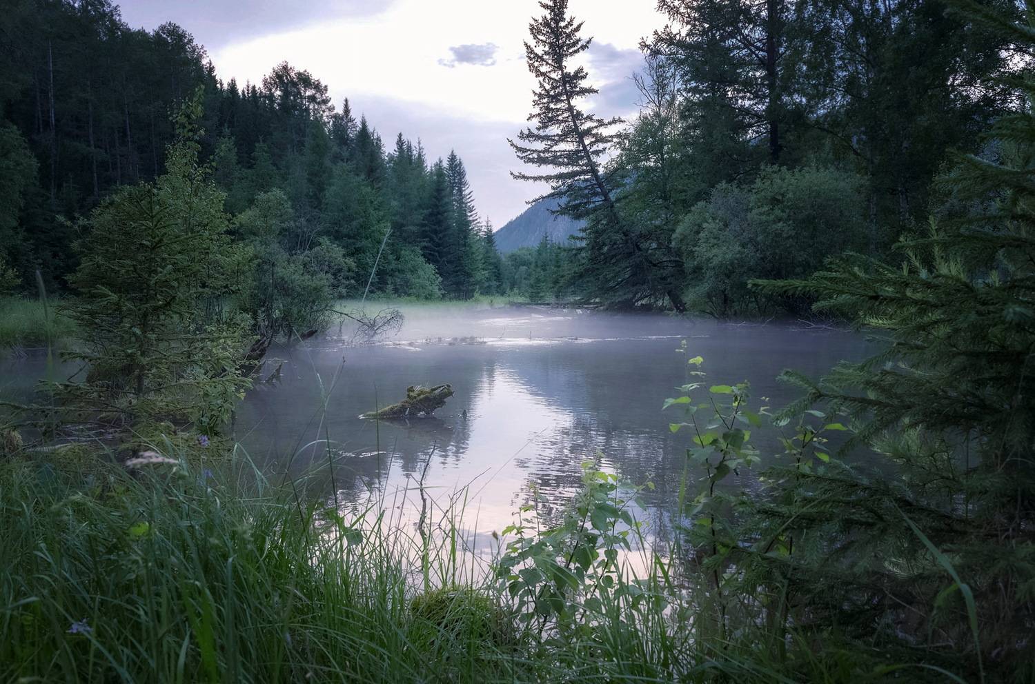 вечер, сибирь, хакасия, туман, болото, коряги., Фомина Марина