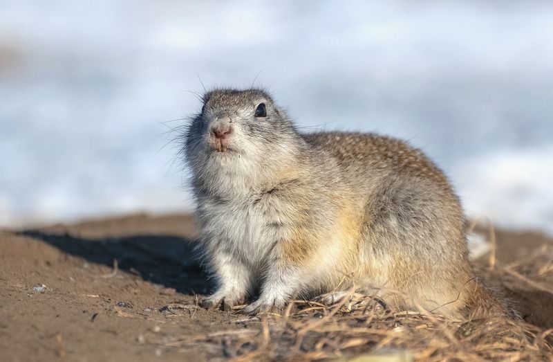 весна, сибирь, суслик, красноярск, Весенний суслик фото превью