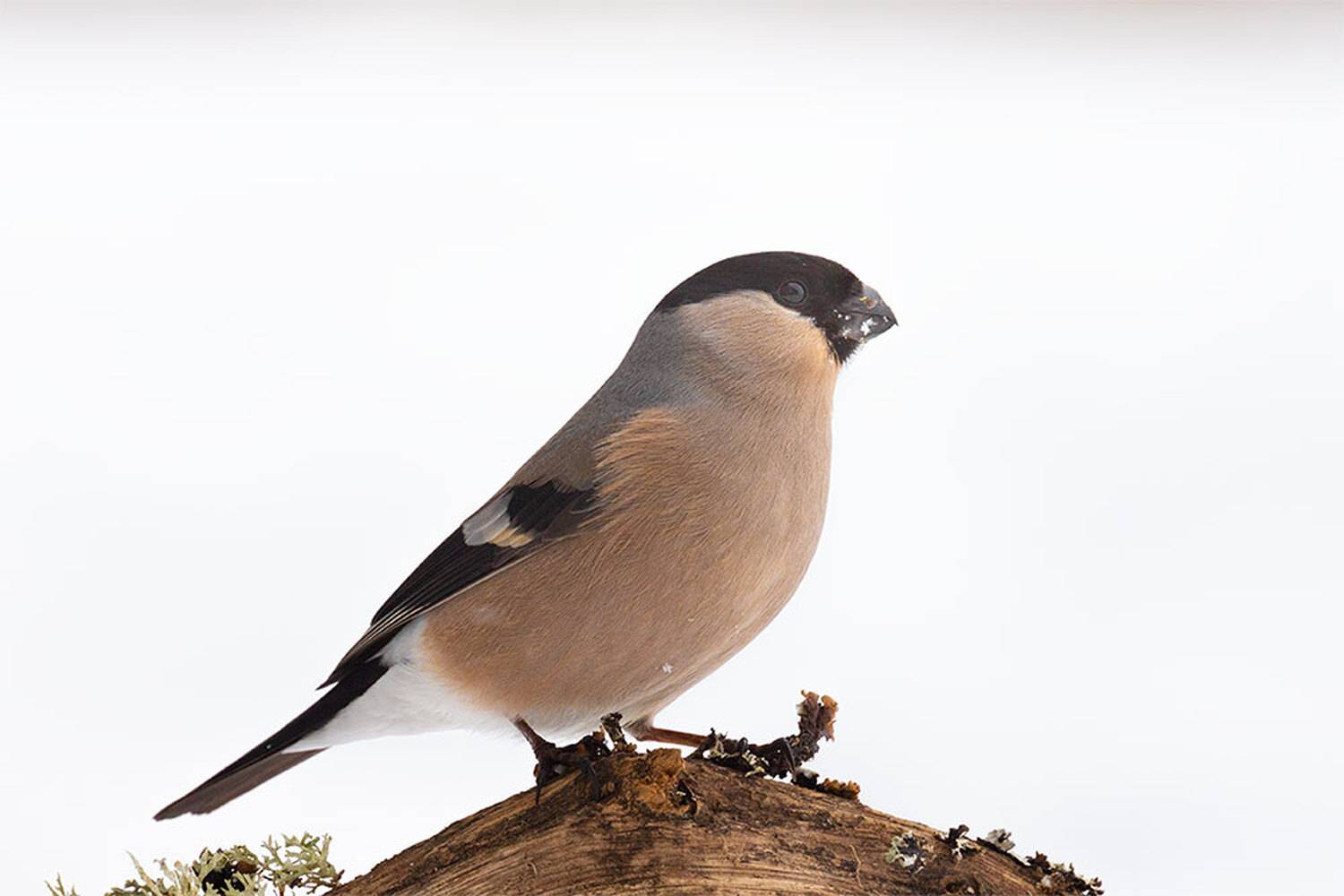 , Чудинин Дмитрий