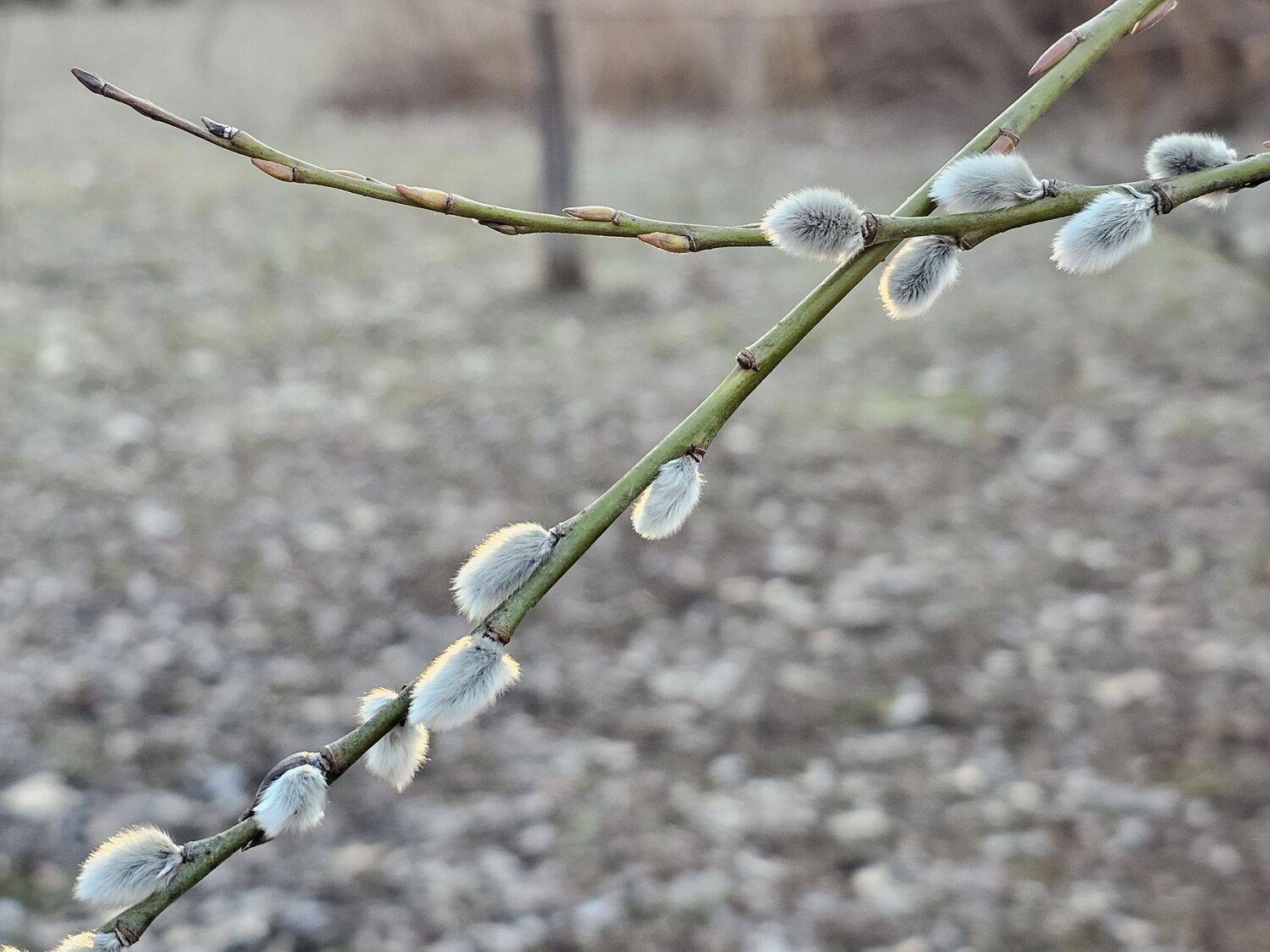 , Мария Яковлева