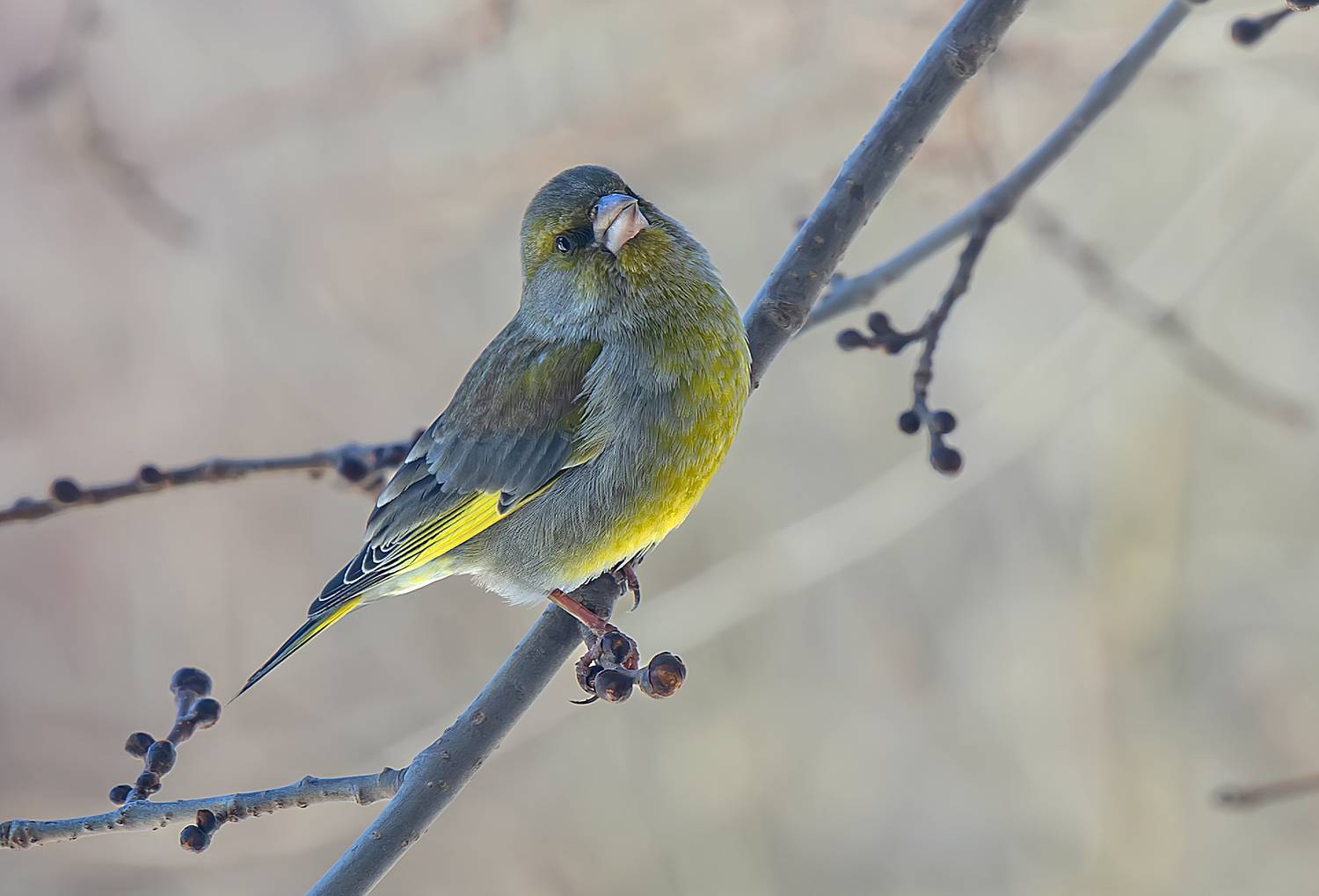 птицы, весна, зеленушка, Широких Александр