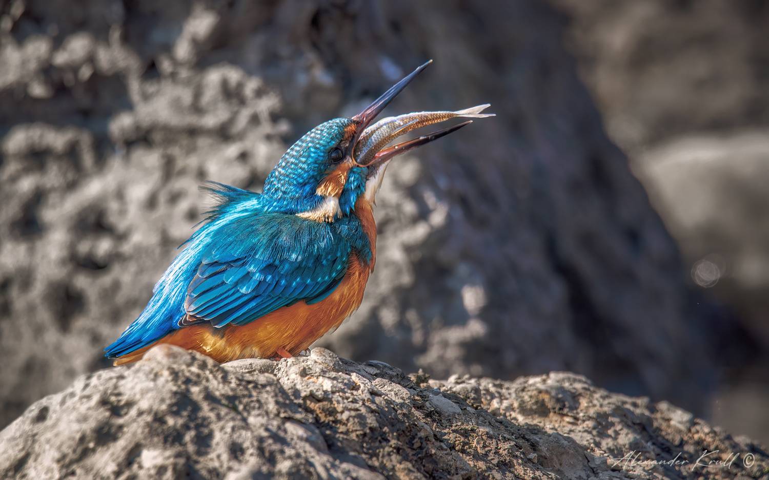 зимородок, обыкновенный зимородок, alcedo atthis, Круль Александр
