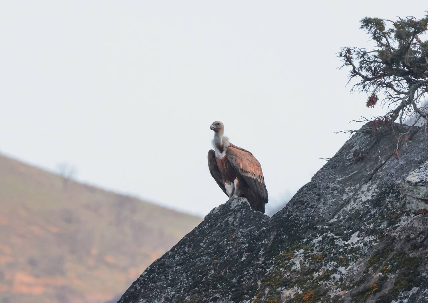 гриф,падальщик,белоголовый сип,горы,дагестан,, Magov Marat