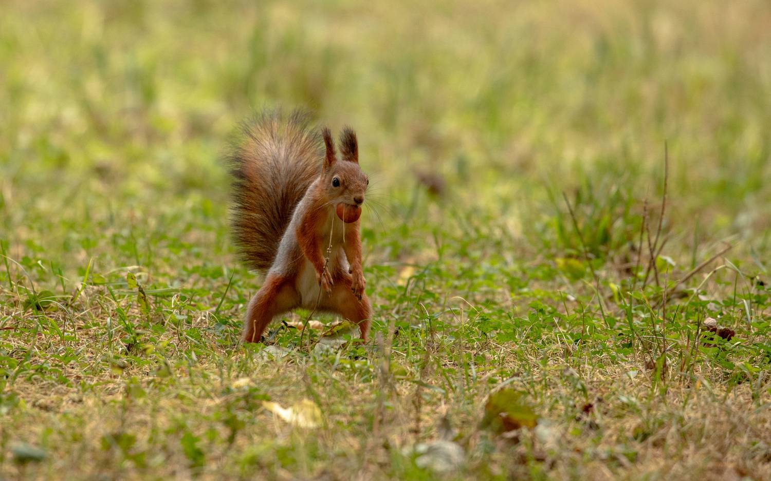 , Бравичева Анастасия