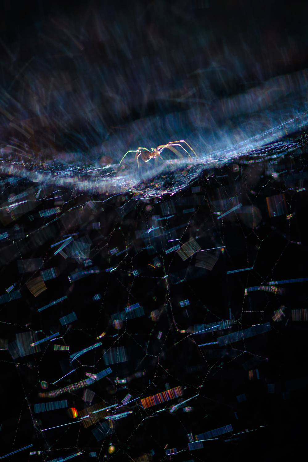 Паук, паутина, Соварцева Ксения