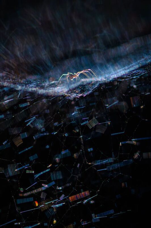 Паук, паутина Сеть фото превью