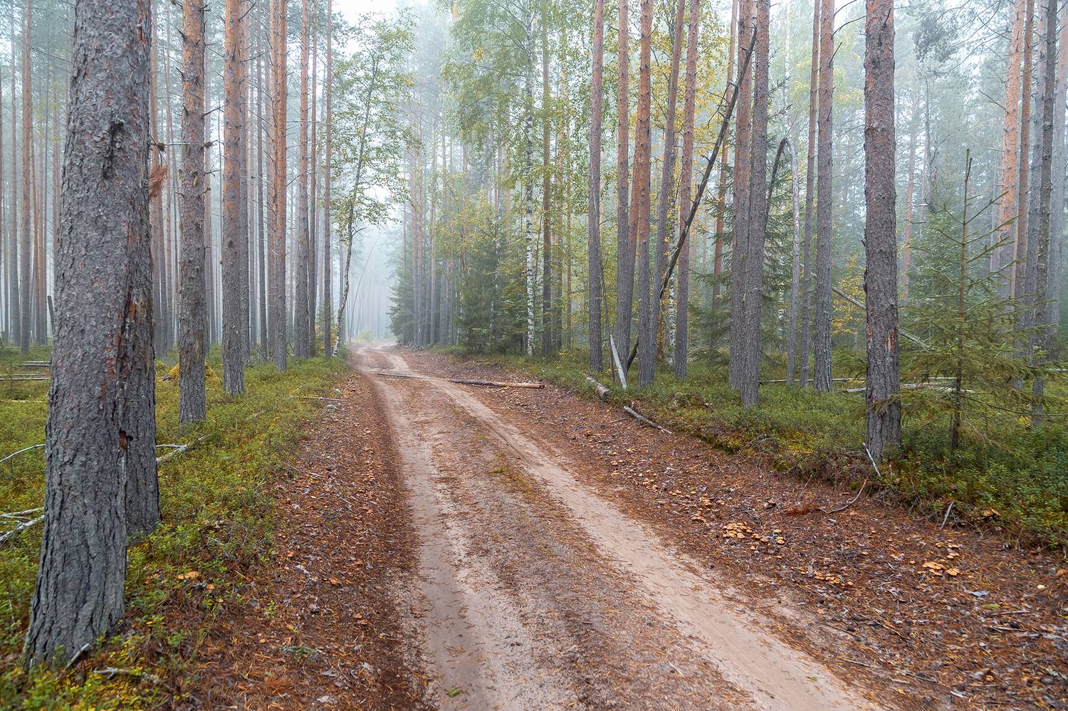 , Анкудинов Леонид