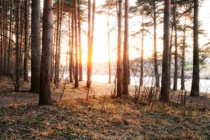 природа, закат, пейзаж, лесной пейзаж, теплый март Весенний вечер фото превью